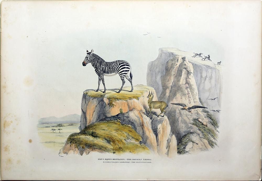 Appraisal: Harris Lithographs of South African Game and Wild Animals Equus