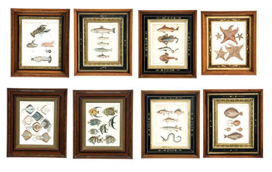 Appraisal: EIGHT EARLY FISH PRINTS Handcolored engravings on laid paper England