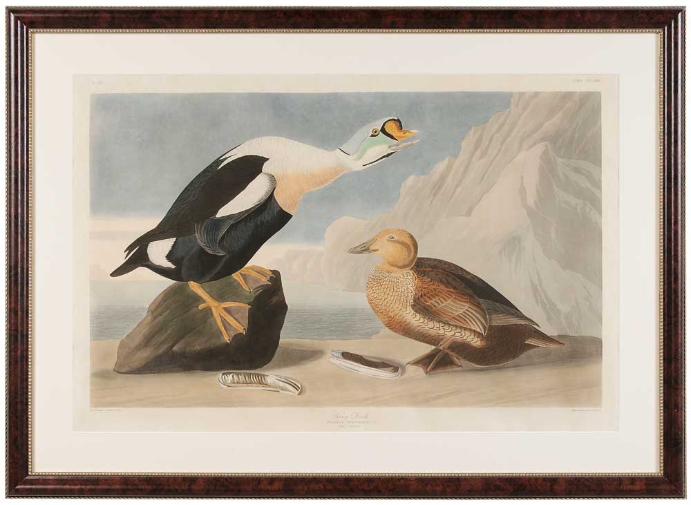 Appraisal: John James Audubon New York France - King Duck Plate