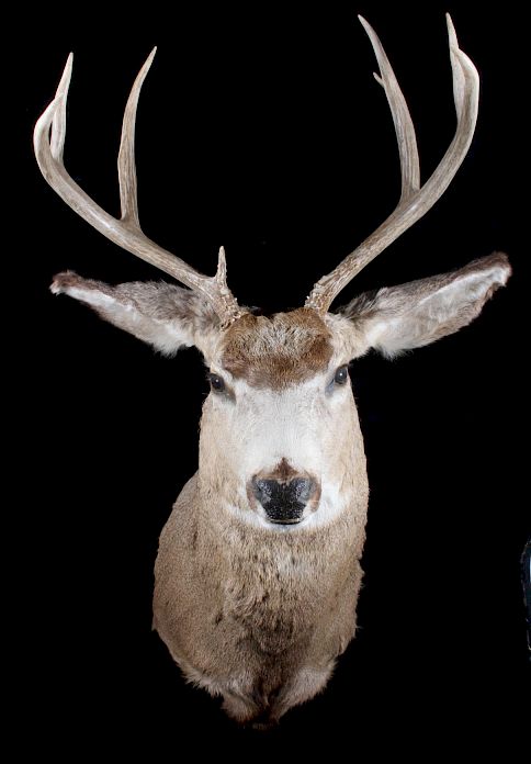 Appraisal: Montana x Shoulder Mount Trophy Buck Up for bidding is