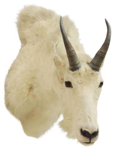 Appraisal: Taxidermy goat shoulder trophy mount approx h w lbs