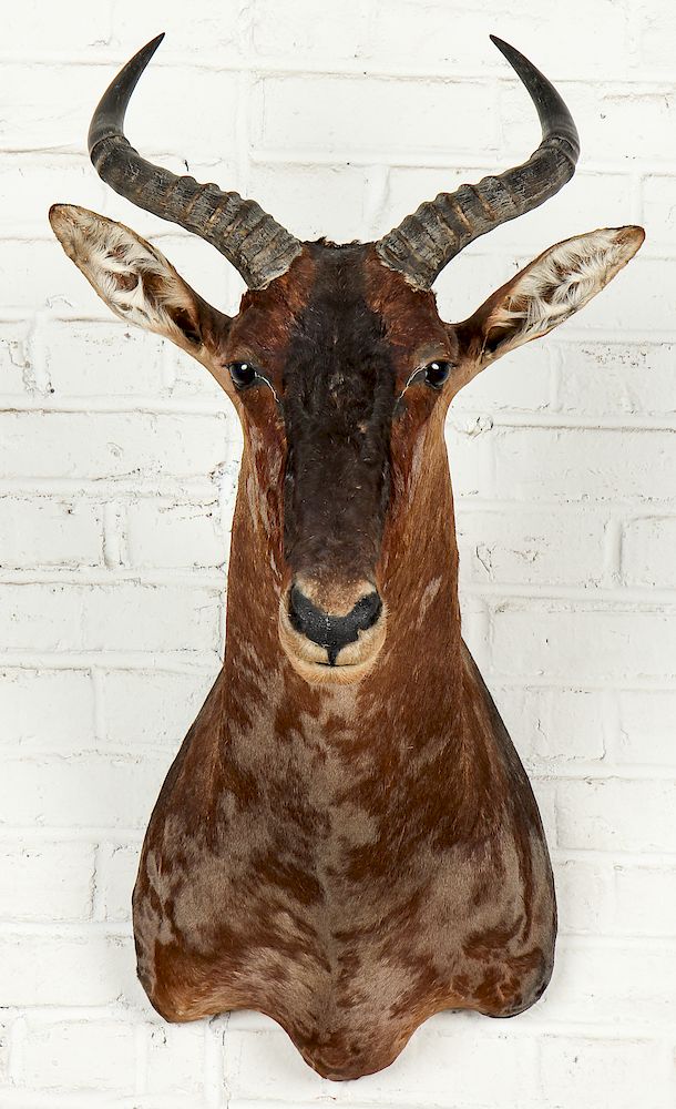 Appraisal: Taxidermy Mount African Antelope Taxidermy Mount African Antelope Main Line