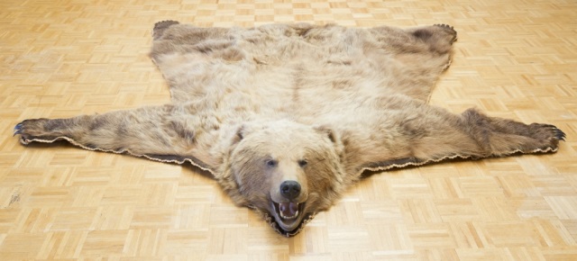 Appraisal: Grizzly Bear Rug Grizzly Bear Rug L x W