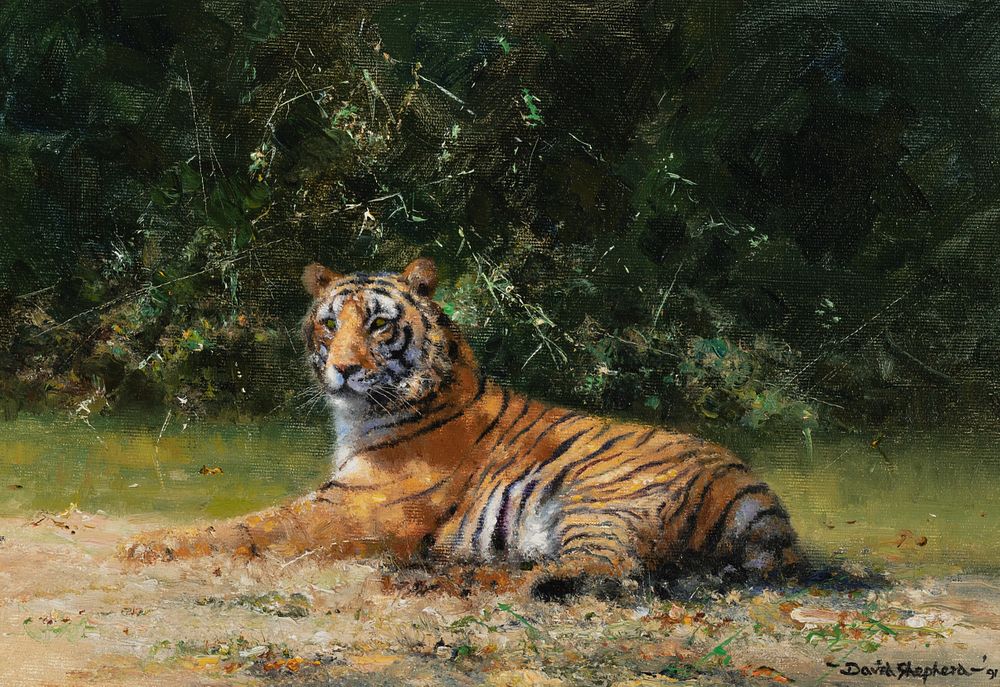 Appraisal: David Shepherd Tiger David Shepherd Tiger oil on canvas laid