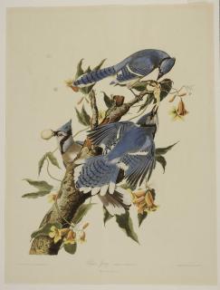 Appraisal: After John James Audubon New York - Blue Jay Plate