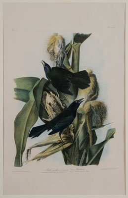 Appraisal: After John James Audubon New York - Purple Grakle sic