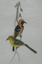 Appraisal: John Cassin American - The Hooded Oriole hand colored lithograph