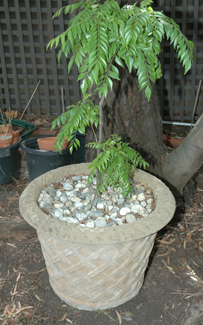 Appraisal: FIVE ASSORTED CONCRETE AND TERRACOTTA PLANTERS AND URNS