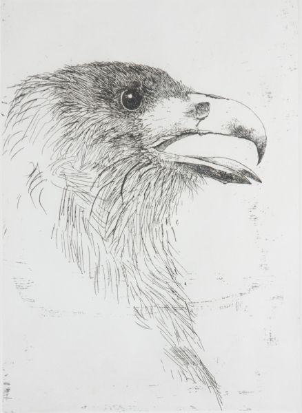 Appraisal: Leonard Baskin Am - Eagle's Profile etching marginally pencil signed