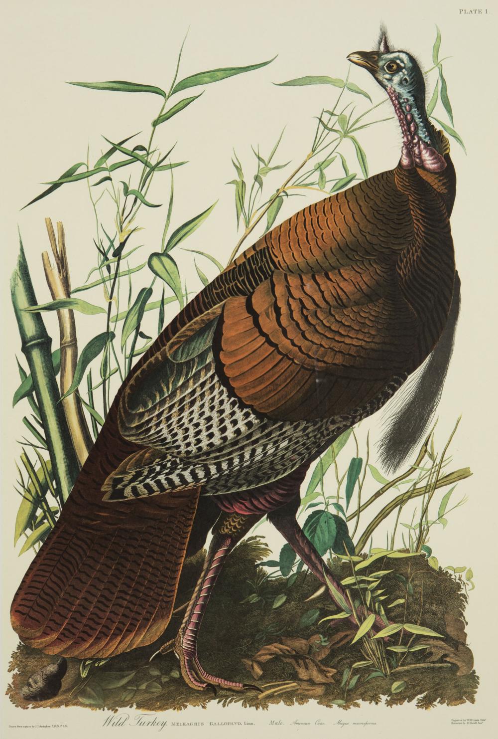 Appraisal: John James Audubon American - Wild Turkey lithograph later edition