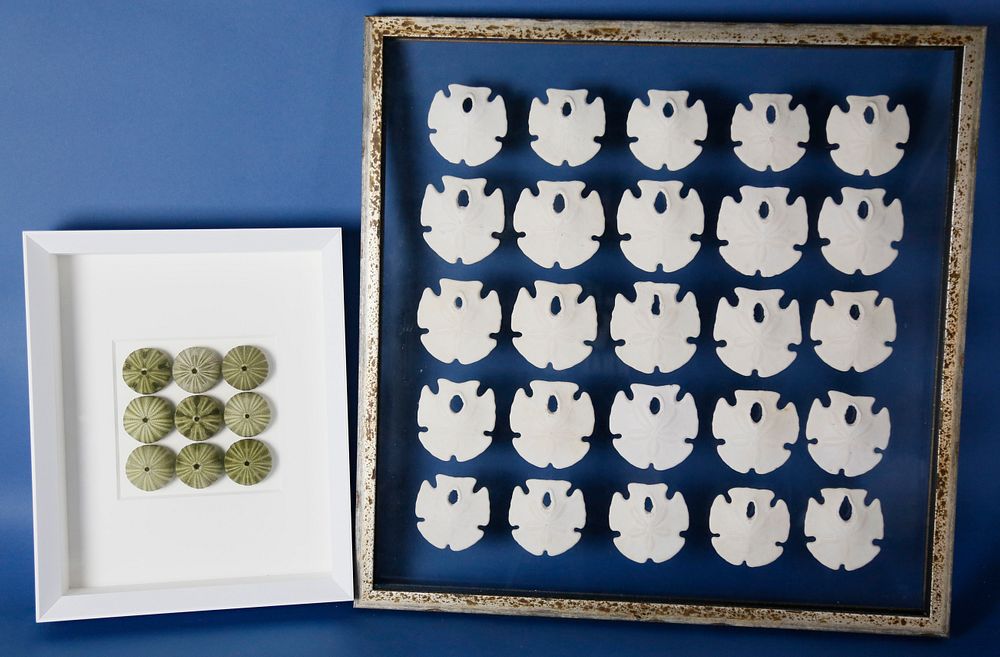 Appraisal: Christopher Marley Sea Urchin Shadowbox and Framed Sand Dollars Christopher