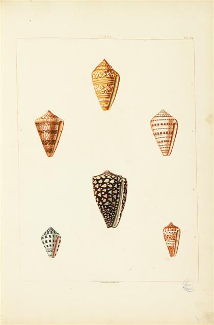 Appraisal: vol Perry George Conchology or The Natural History of Shells