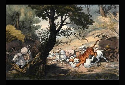 Appraisal: A TIGER SEIZING A BULLOCK IN A PASS Hand-colored engraving