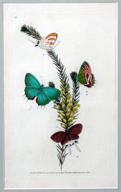 Appraisal: Six hand-colored engravings of butterfliesedward donovan london