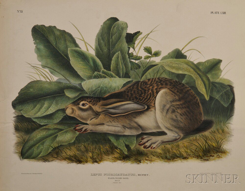 Appraisal: Audubon John James - Black Tailed Hare Plate LXIII from