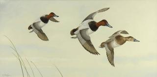 Appraisal: Watercolor Ken Carlson Ken Carlson American b Ducks in Flight