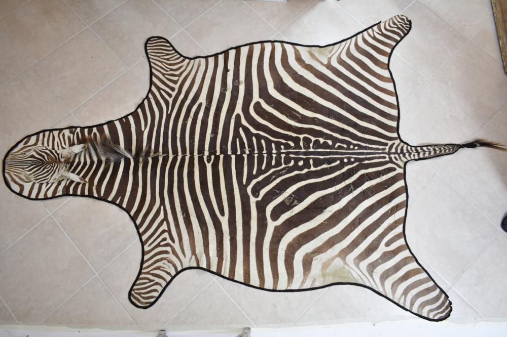 Appraisal: ZEBRA HIDE PELTThe full body skin backed with felt Length