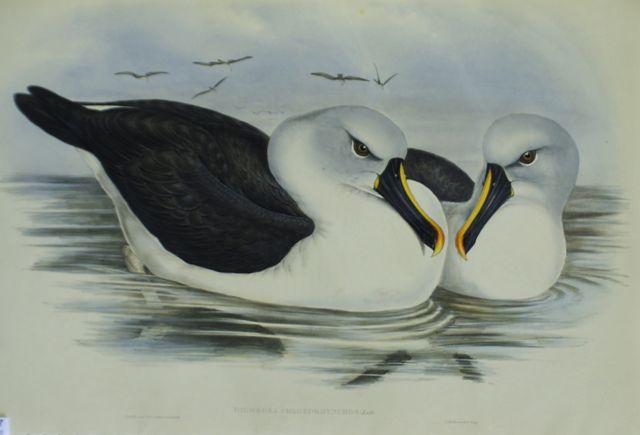 Appraisal: Yellow-billed Albatros Diomedea Chlororhynchos Light foxing on top edge