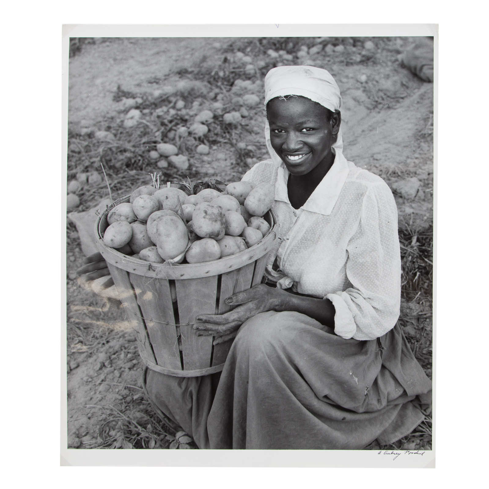 Appraisal: A AUBREY BODINE POTATOES-EASTERN SHORE PHOTOGRAPH American - Gelatin silver