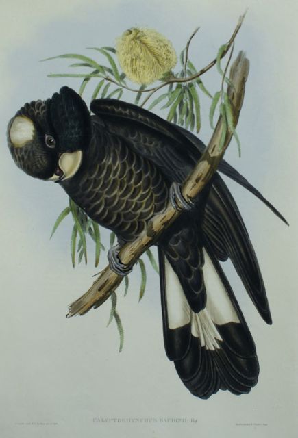 Appraisal: Baudin's Cockatoo Calyptorhynchus Baudinii