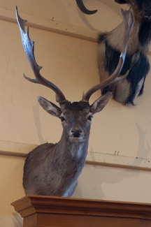 Appraisal: SMALL FALLOW DEER HEAD