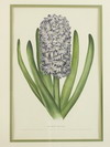 Appraisal: PAIR BOTANICAL CHROMOLITHOS - Plates from ' Florilegium Harlemenie '