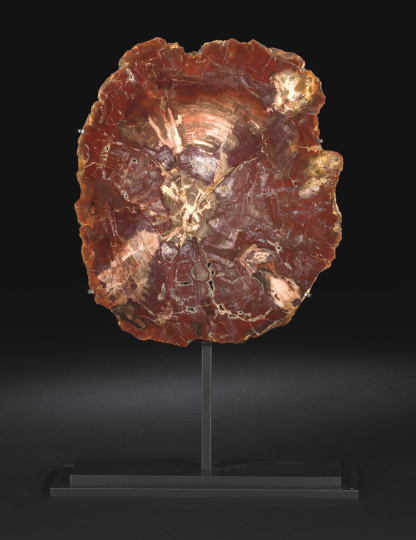 Appraisal: Unusual Slab Specimen of Petrified Wood the trunk section showing