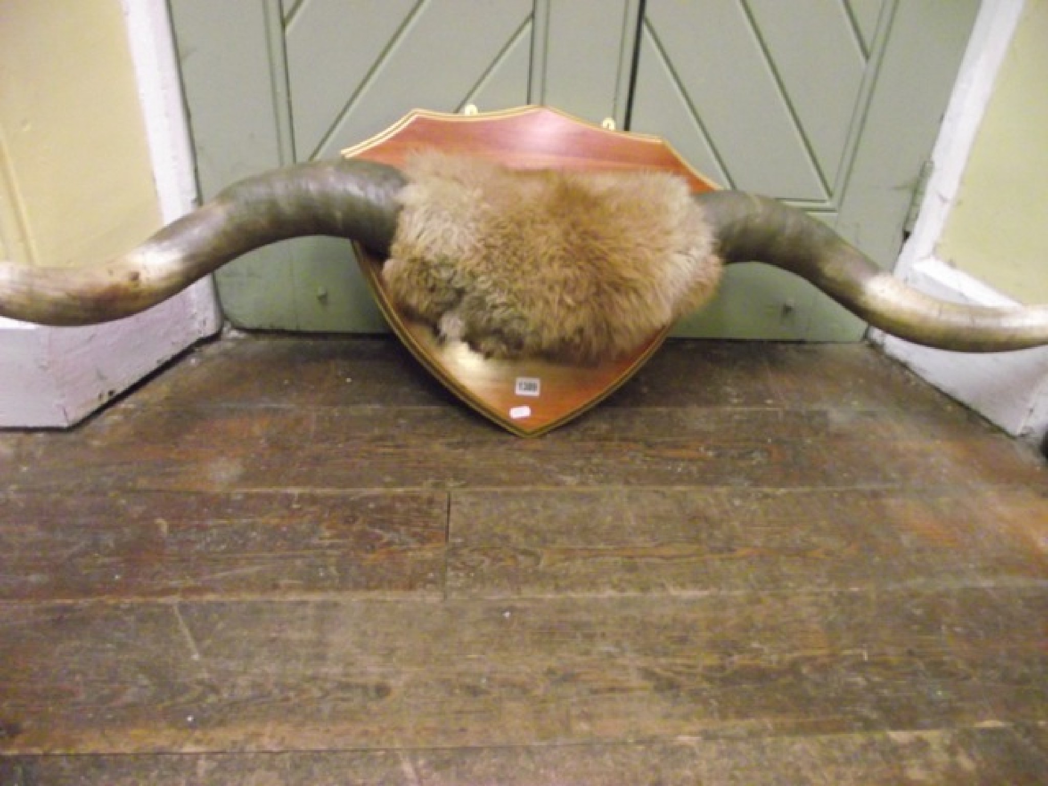 Appraisal: A mounted pair of highland cattle horns set on a