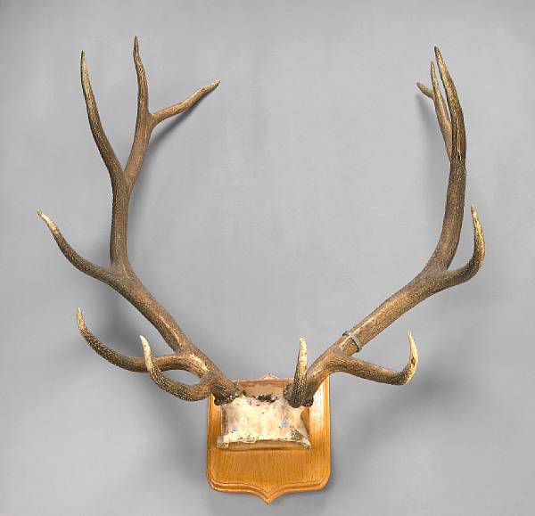 Appraisal: Two Large Sets of Mounted Elk Antlers Cervus elaphus North