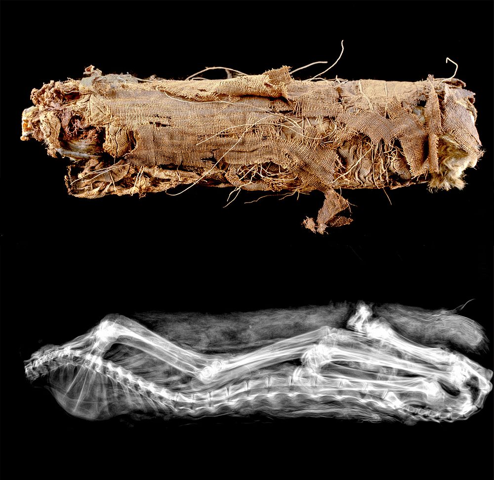 Appraisal: Egyptian Ptolemaic Linen Wrapped Mummified Cat w X-Ray Egypt Ptolemaic