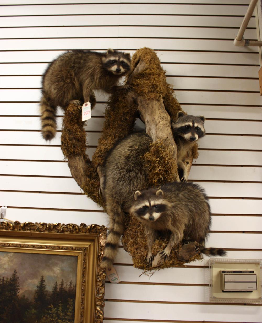 Appraisal: WALL-MOUNT RACCOONS TAXIDERMY GROUP featuring three full-body raccoon mounts in