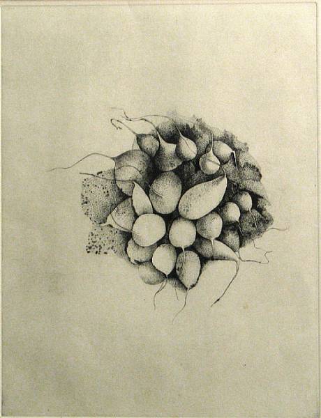 Appraisal: Beth Van Hoesen Radishes c Etching and aquatint printed on