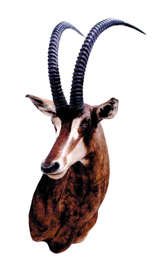 Appraisal: Taxidermy sable antelope specimen shoulder mount H Other Notes Purchasers