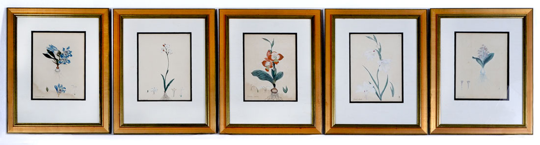 Appraisal: HAND COLORED BOTANICAL ENGRAVINGS CIRCA BY HENRY ANDREWS Approximately ''