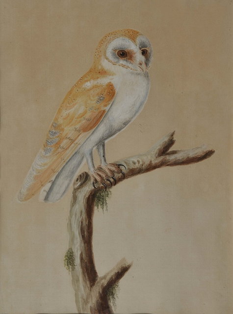 Appraisal: ENGLISH SCHOOL TH TH CENTURY A snowy owl perched on