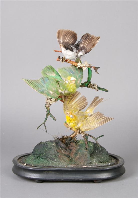 Appraisal: A Group of Victorian Taxidermied Birds Height with dome inches