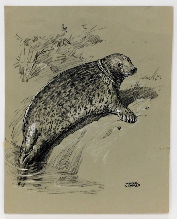 Appraisal: RAYMOND SHEPPARD NATURALIST SEAL CHARCOAL DRAWING United Kingdom - Realist