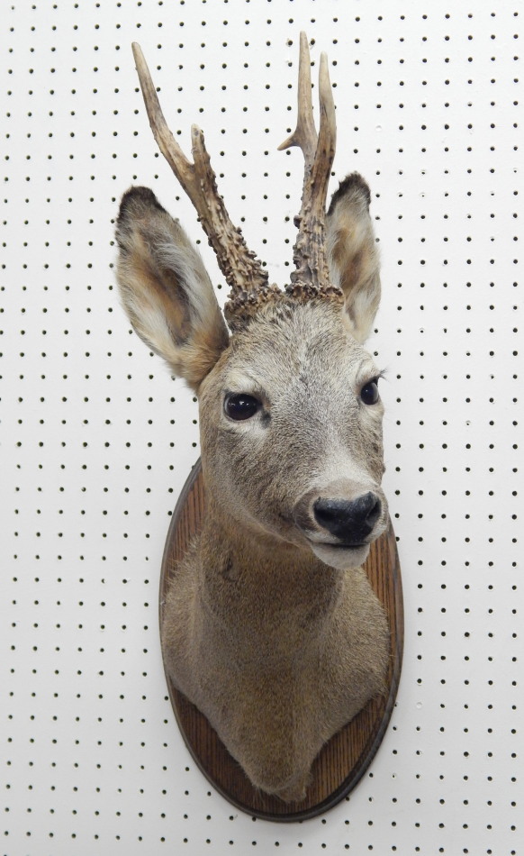 Appraisal: A taxidermied roe deer head with neck and shoulders mount