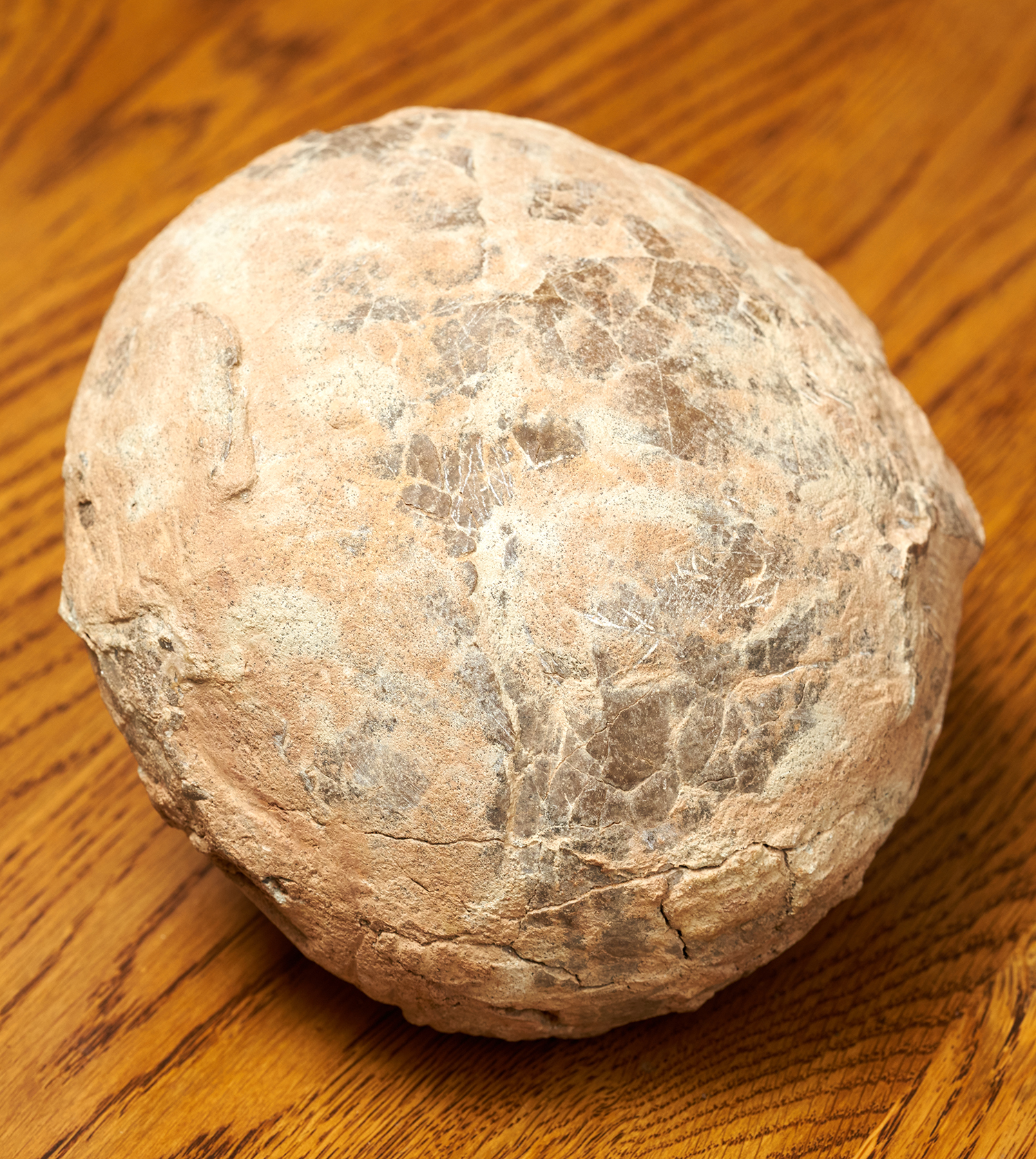 Appraisal: A FOSSILISED DINOSAUR EGG CRETACEOUS PERIOD MILL YEARS ' MILL