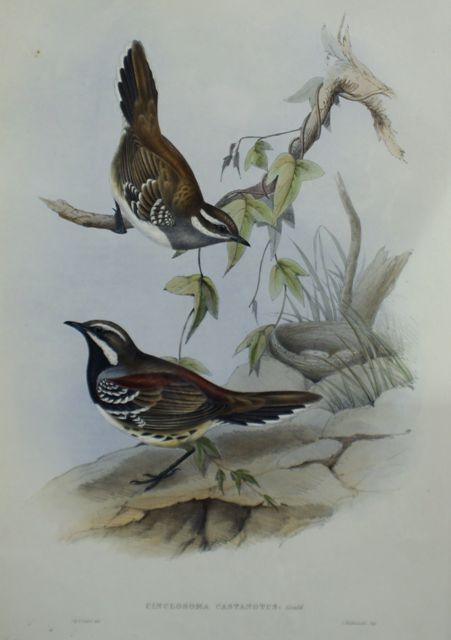 Appraisal: Chestnut-backed Ground Thrush Cinclosoma Castanotus Lithograph by Elizabeth Gould