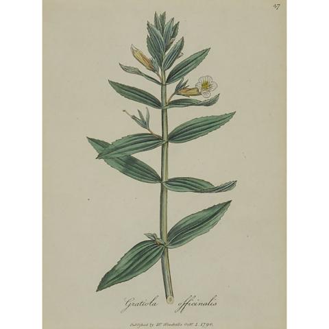 Appraisal: Dr Woodville Publisher th Century TWO BOTANICAL STUDIES GRATIOLA OFFICINALIS