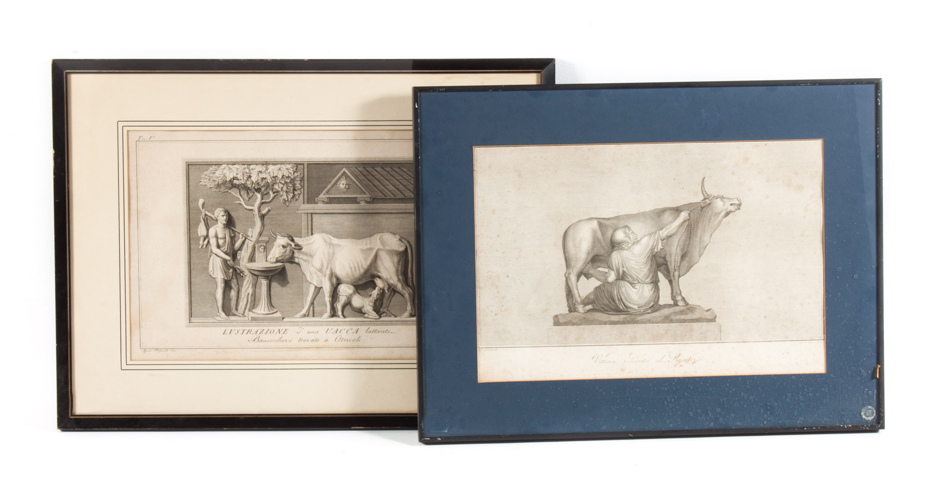 Appraisal: Two Italian bovine themed engravings each framed Lustrazione d'una Vacca