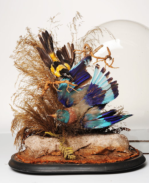 Appraisal: TWO VICTORIAN PRESERVED EXOTIC BIRDS in a glass domed case