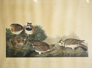 Appraisal: John James Audubon Am - Shore Lark No plate CC