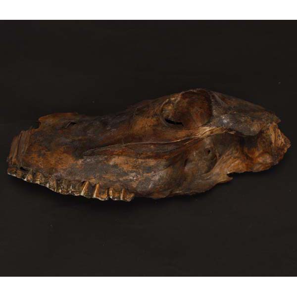 Appraisal: Equus Lenaicus Prehistoric Horse partial skull Pleistocene Ice Age Permafrost