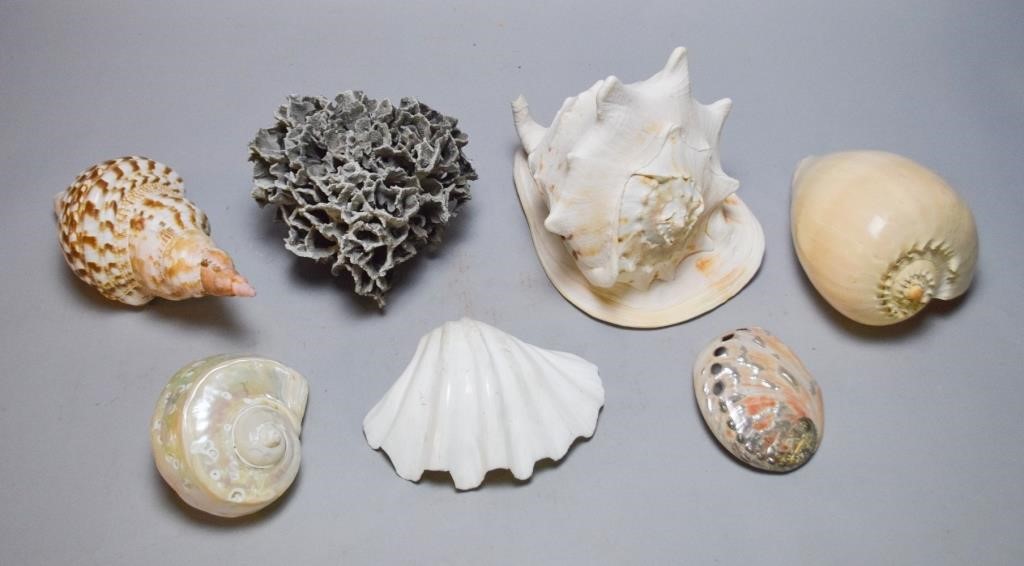 Appraisal: GROUPING OF SHELLS CORALGrouping of large shells and a piece