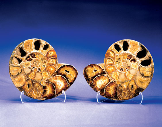 Appraisal: CRYSTAL FILLED AMMONITE Pachydiscus species Cretaceous Morondava Madagascar This exotic