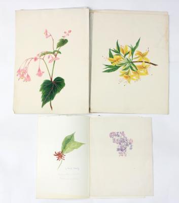 Appraisal: Nicole Hornby Botanical Studies three watercolours various sizes and th