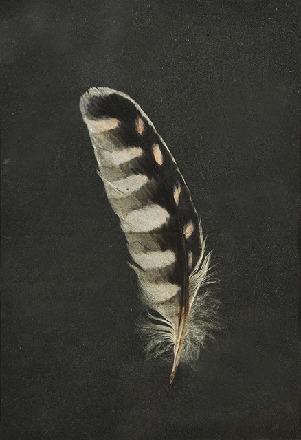 Appraisal: ATTRIBUTED TO THOMAS BAXTER - Study of a feather watercolour