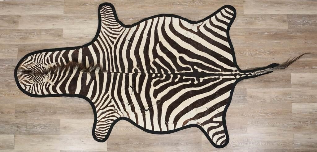 Appraisal: Zebra hide rug x including tail and backing Tears stains